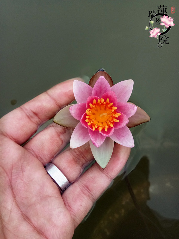 精致耐寒睡莲 紫珍妮 迷你带花发货种茎微型盆栽根块小型水生植物