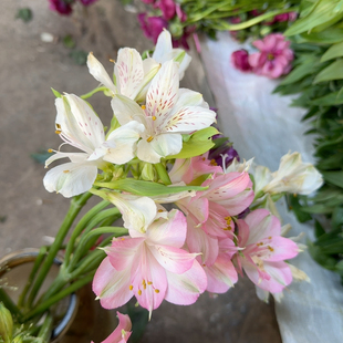 白色加浅粉2把六出花三单空运二单冷链