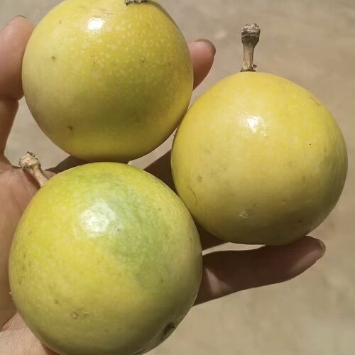 广西钦蜜百香果包邮单独发