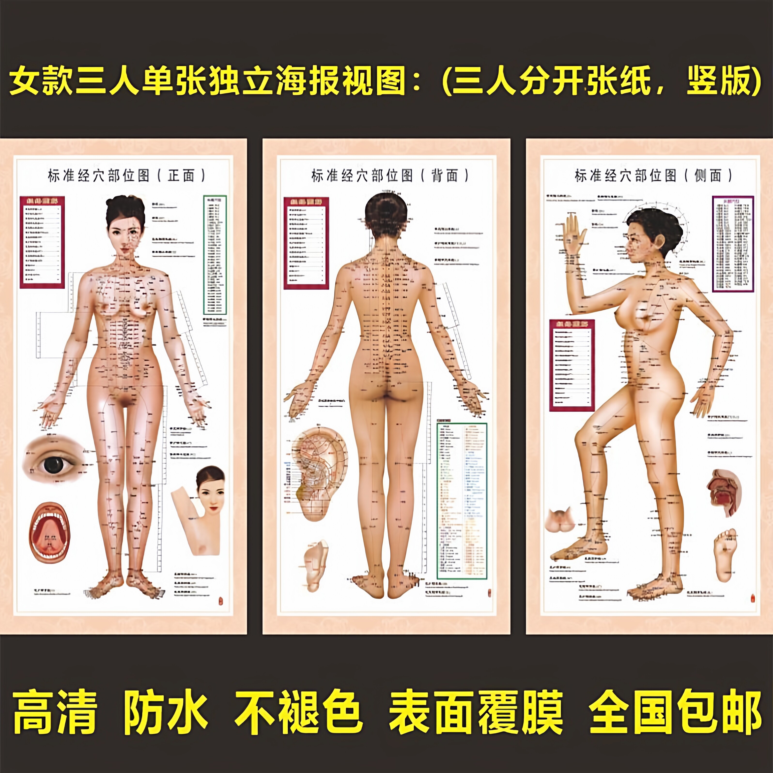 女性人体经络穴位图中医针灸养生现代装饰画