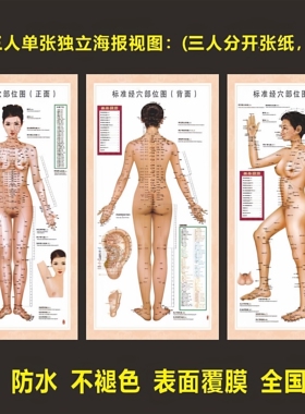 女性人体经络穴位图中医针灸养生养生贴墙标准全套海报挂图贴画