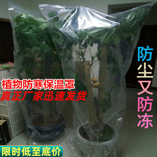 植物防冻孙凡雅御寒防冻罩
