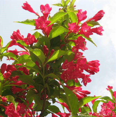 别墅灌木耐寒植物红王子锦带花苗多年生老桩树苗庭院阳台盆栽花卉|msdalam kategori penghantaran bunga/bunga simulasi/tumbuhan berkebun, bunga/Tumbuh-tumbuhan tumbuh-tumbuhan pasu (baru), bunga - dari Buy2taobao.com untuk memberikan perkhidmatan ejen Taobao profesional membeli