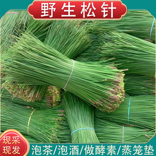 松针神农架深山现摘新鲜马尾松针茶蒸笼垫泡茶泡酒养生松叶酵素