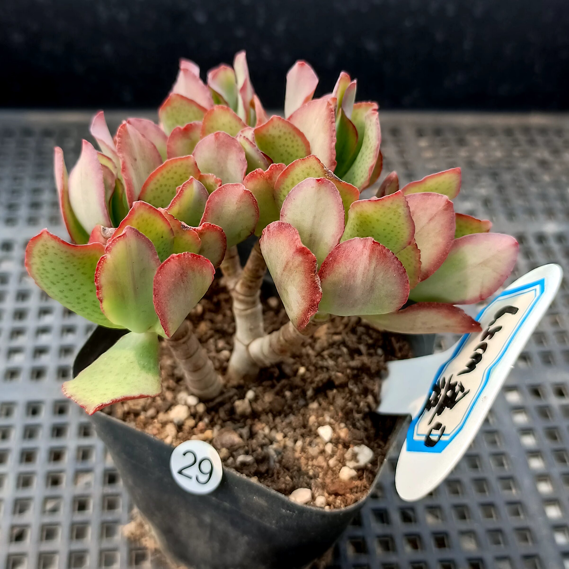 知更鸟玉树海带花月老桩一物一拍室内外掌上盆栽花卉微型迷你盆景