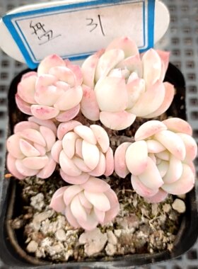 特价精控老桩群多肉植物一物一拍稀有品种红糖雪精灵奶酪群雀31