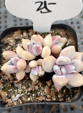 特价精控多肉一物一拍25鲁氏石莲紫珍珠赫拉水蜜桃棒叶福娘特玉莲
