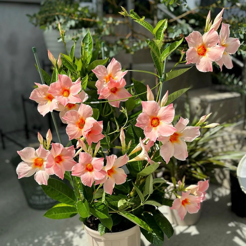 桃色飘香藤盆栽耐热多年生夏季春