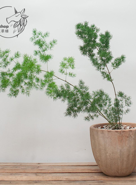 蓬莱松 松叶武竹 观叶植物 多年生耐热室内绿植