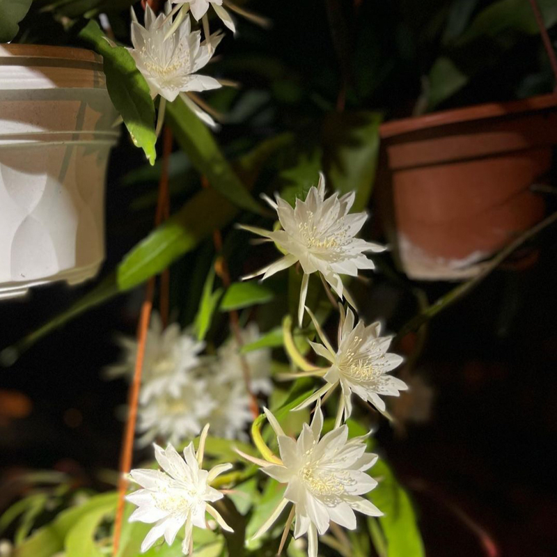 小叶昙花 月下美人 仙人掌科令箭莲属多年生垂吊室内开花植物