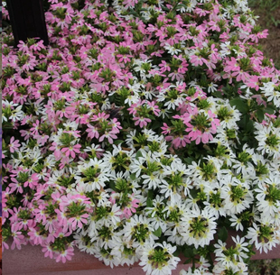 草海桐盆栽纸扇花开花机器多年生耐热夏季秋季阳台花园植物