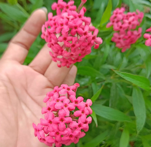 郎德木 木繁星花 巴拿马玫瑰盆栽夏季秋季开花植物多年生耐热耐寒