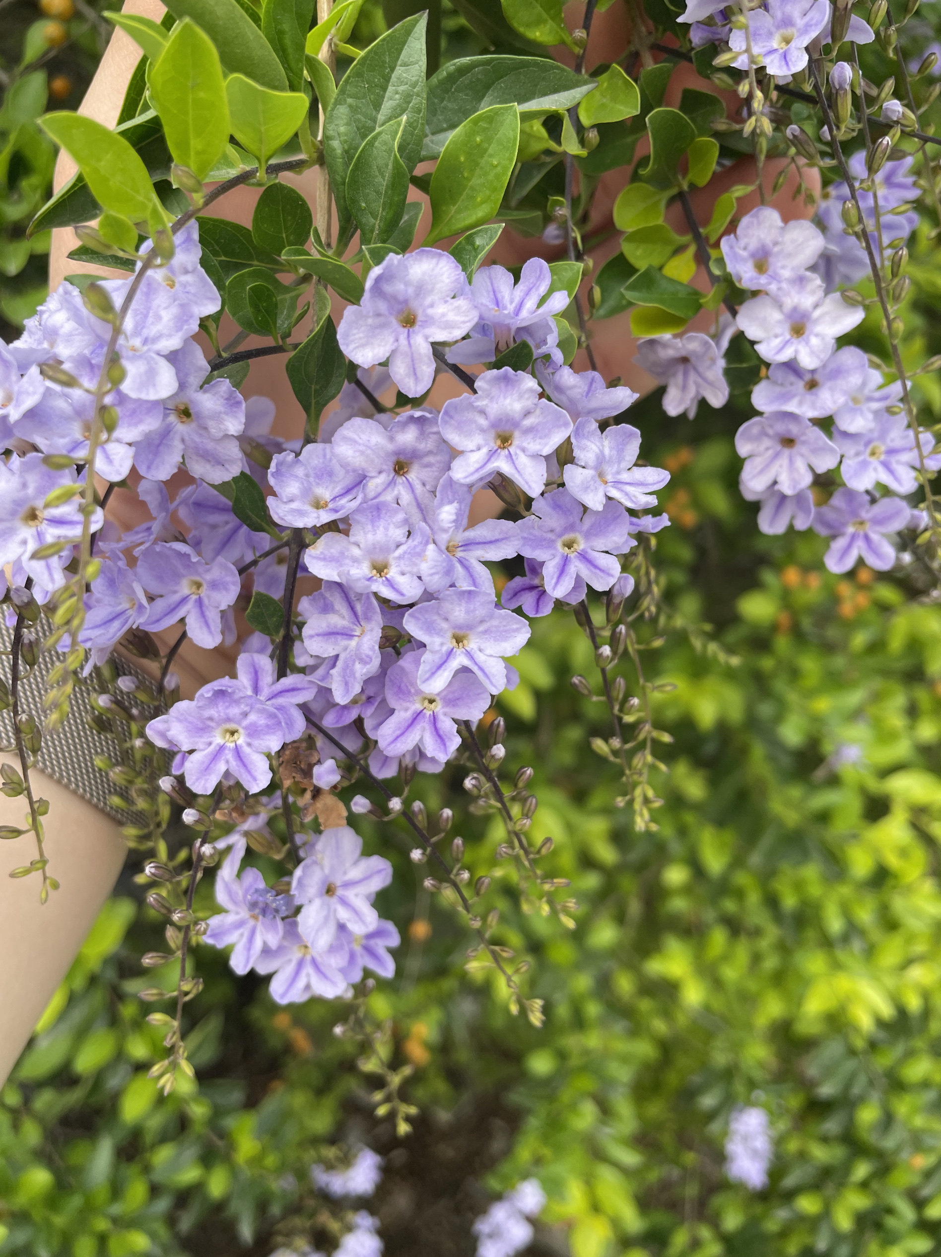 金叶蕾丝金露花多年生耐热植物灌木阳台花园新手花卉