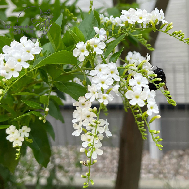 白色蕾丝金露花 夏季花卉 花园植物多年生耐热好养窗台盆栽