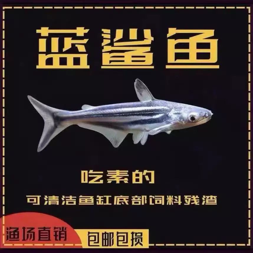 淡水蓝鲨鱼虎鲨群游鱼霸气宠物热带鱼清缸清洁好养易活虎头观赏鱼