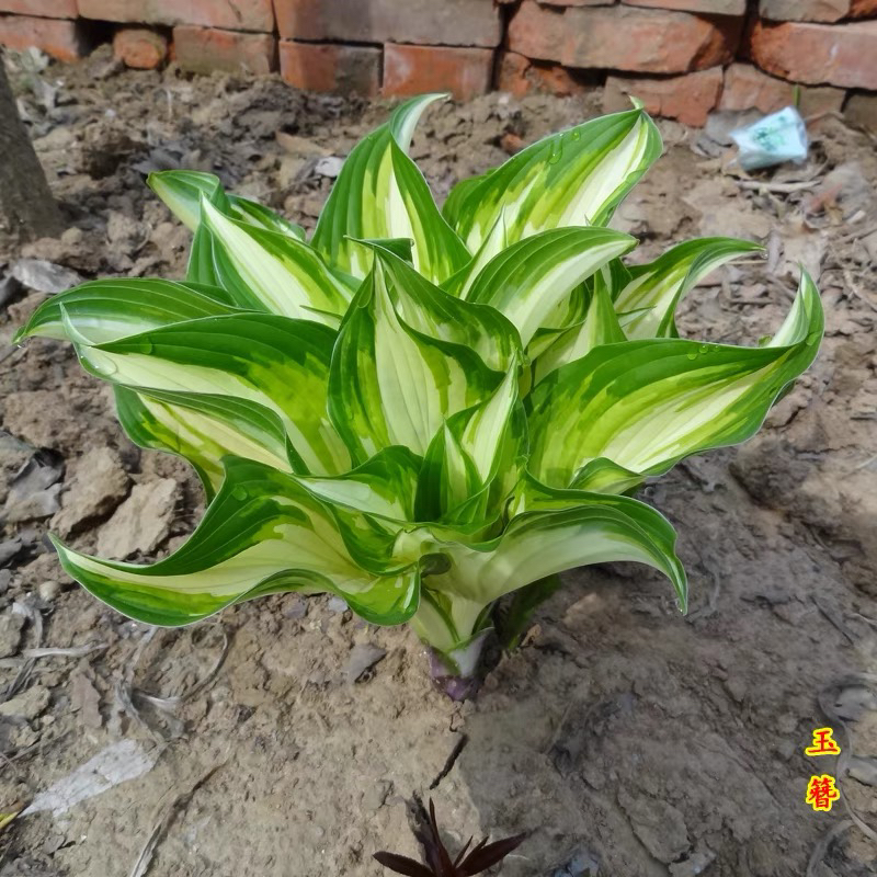 玉簪花苗金边花青叶庭院花坛地被宿根草花多年生耐阴观叶耐寒植物