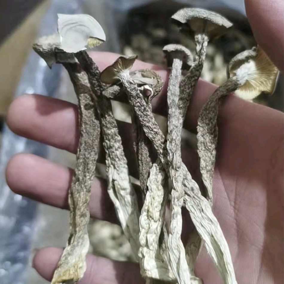 500克宁德鹿茸菇干货鹿茸菌 无硫野生菌新鲜特级土特产煲汤食材