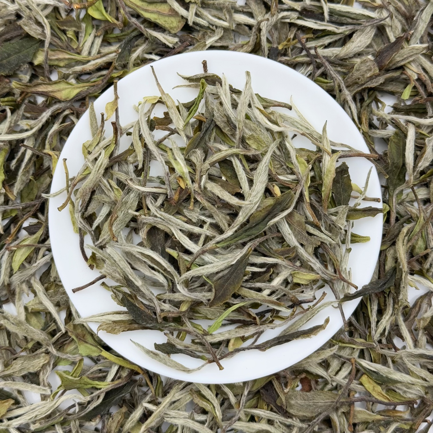 2025荒野白牡丹一级福鼎磻溪高山茶125克罐装