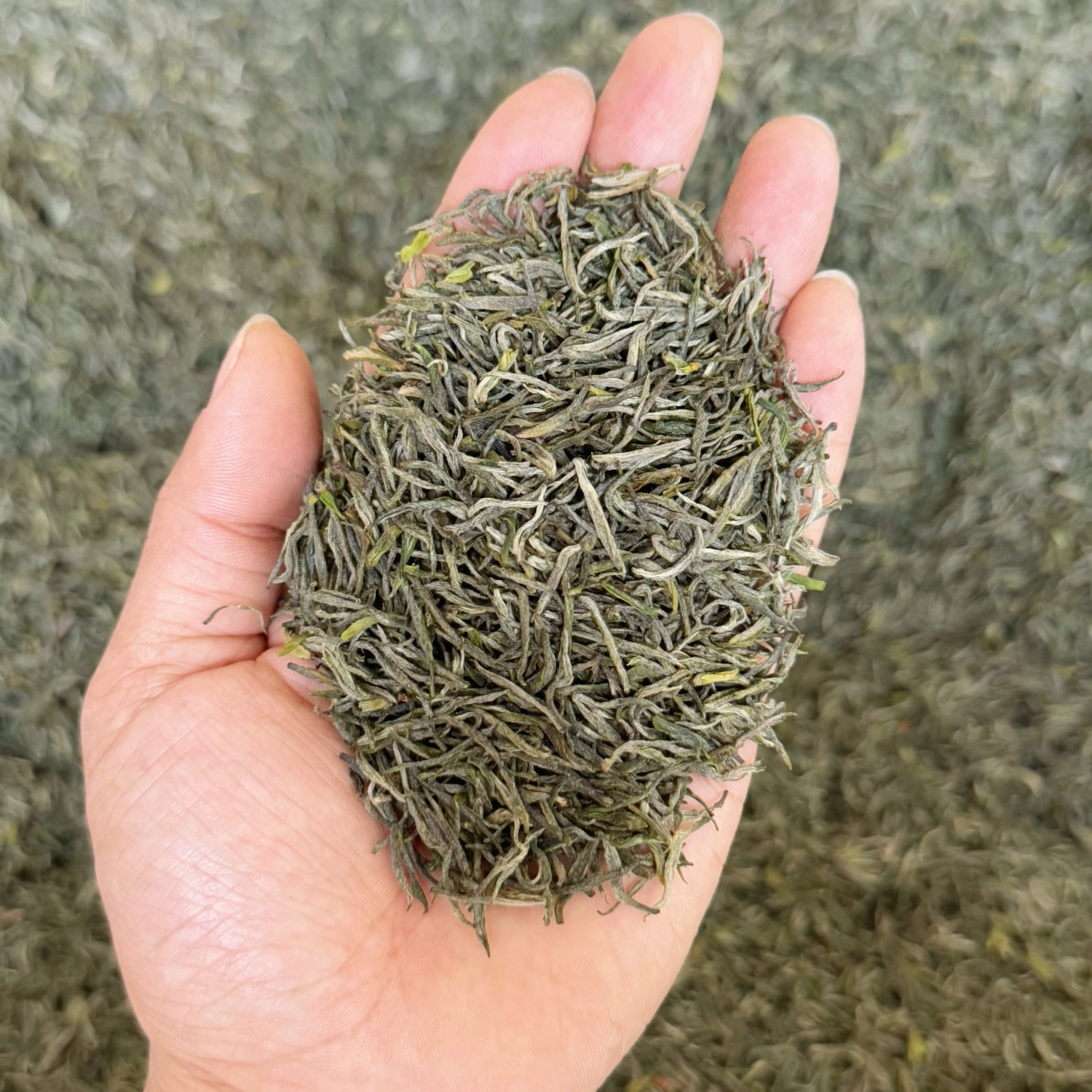 【信阳云雾山毛尖】2025核心产区精品小芽高山茶花果香50克罐装