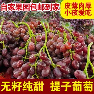 森弋语 山西运城克伦生无籽红提新鲜红提小糖豆无核5斤