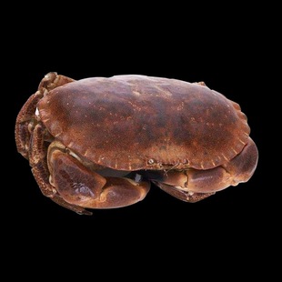 面包蟹包活到家满膏蟹母蟹膏蟹海鲜水产进口海蟹活蟹鲜活海产生鲜