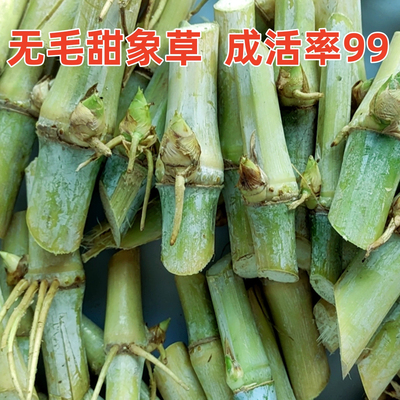 正宗甜象草种节3号无毛多年生耐寒皇竹草巨菌草红象草喂牛羊牧草