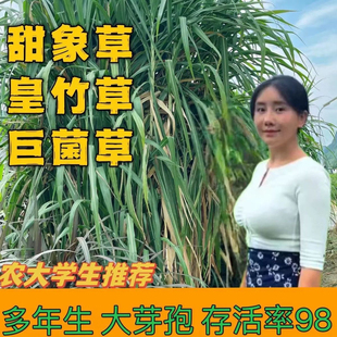 正宗无绒毛甜象3号巨菌草红象草皇竹草种节四季养殖专用牧草种子