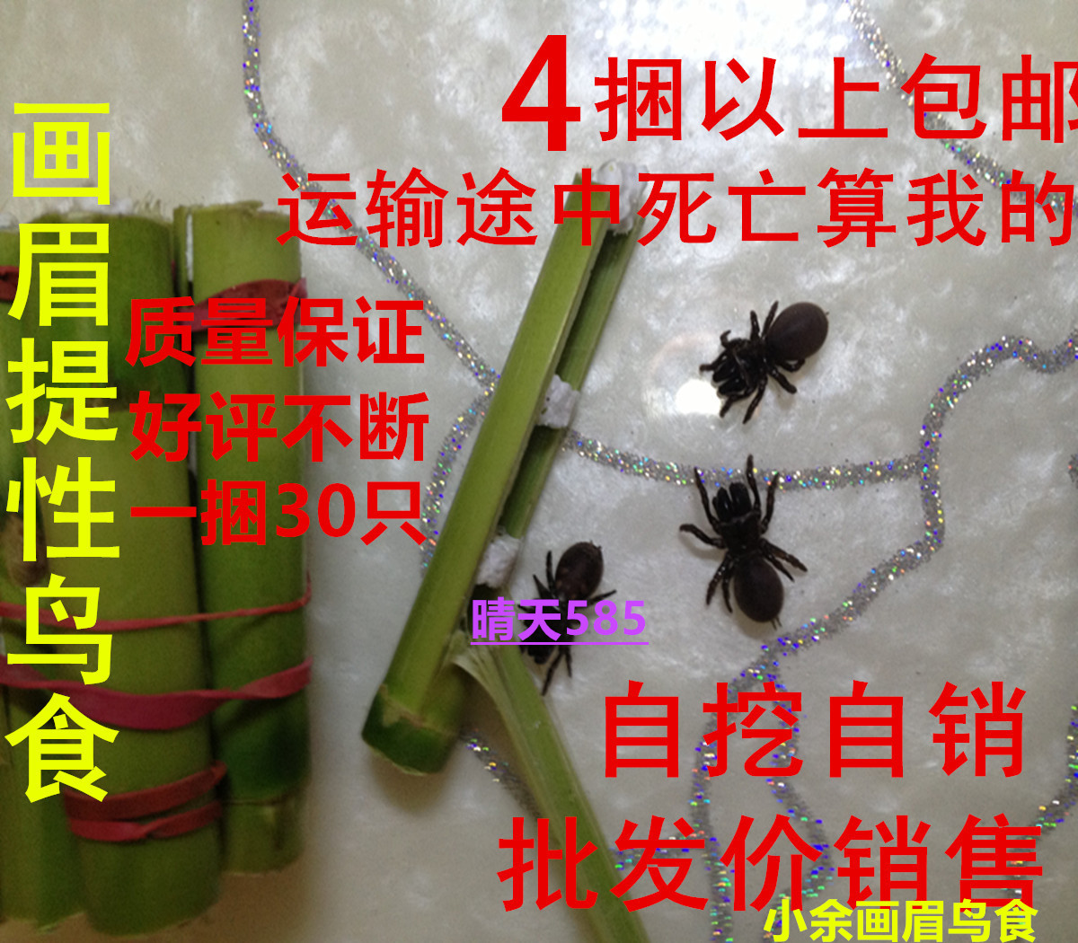 鸟食地蜘蛛口袋虫壁虫牛皮野生