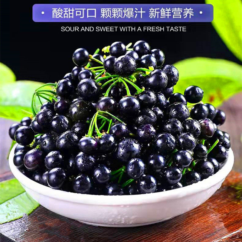 顺丰包邮 野生鲜龙葵果 500克新鲜龙葵野果子黑天天 药食两用水果