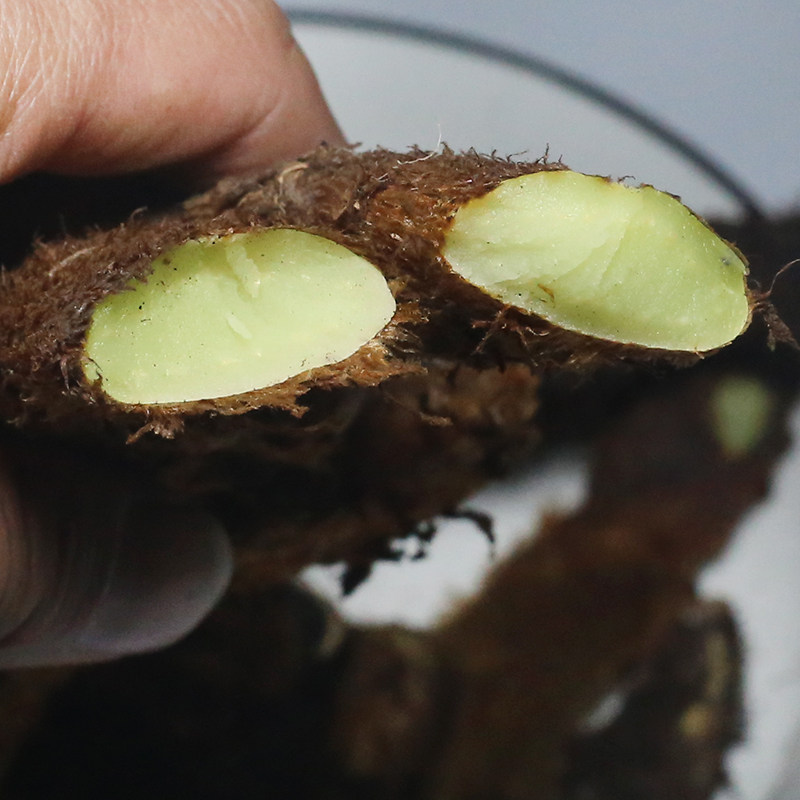 江西种植骨碎补毛姜爬岩姜石岩姜猴姜接骨申姜中草药材500g装泡酒