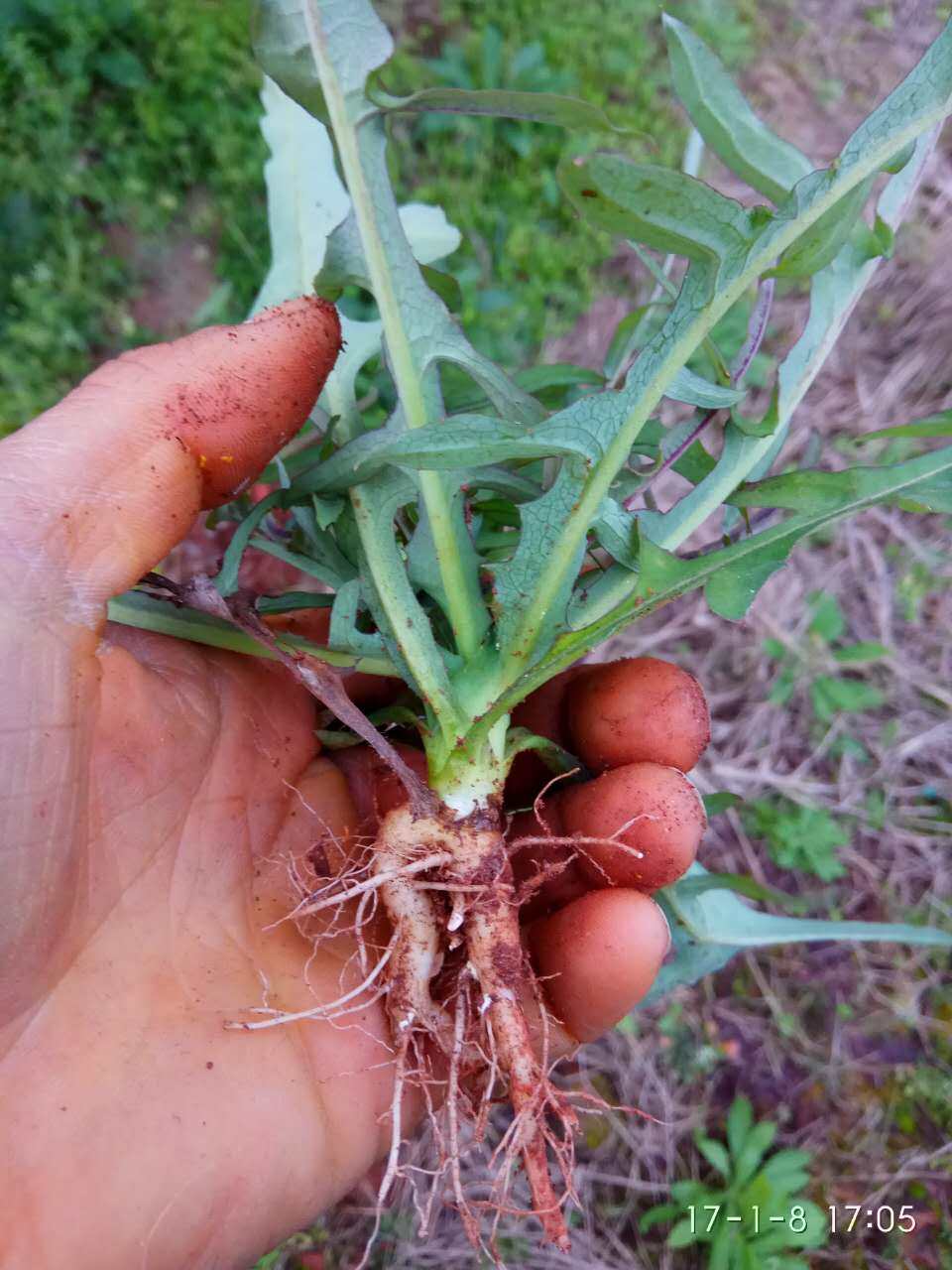 新鲜蒲公英带根 新鲜现挖蒲公英野菜新鲜婆婆丁 野生包邮500g