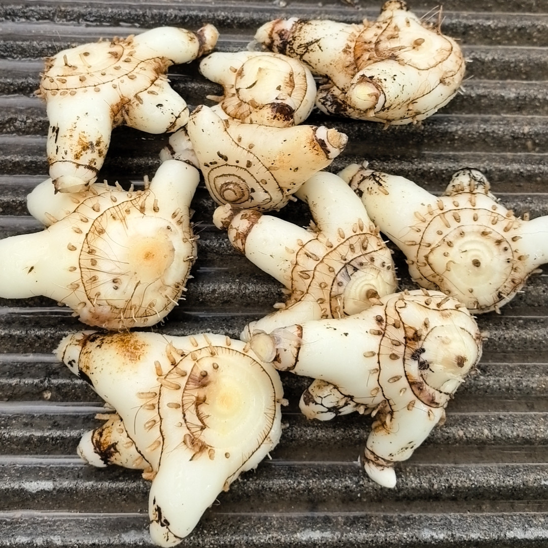 新鲜紫花三叉药用白芨深山白及500g中药材现挖旱白及种苗盆栽无硫