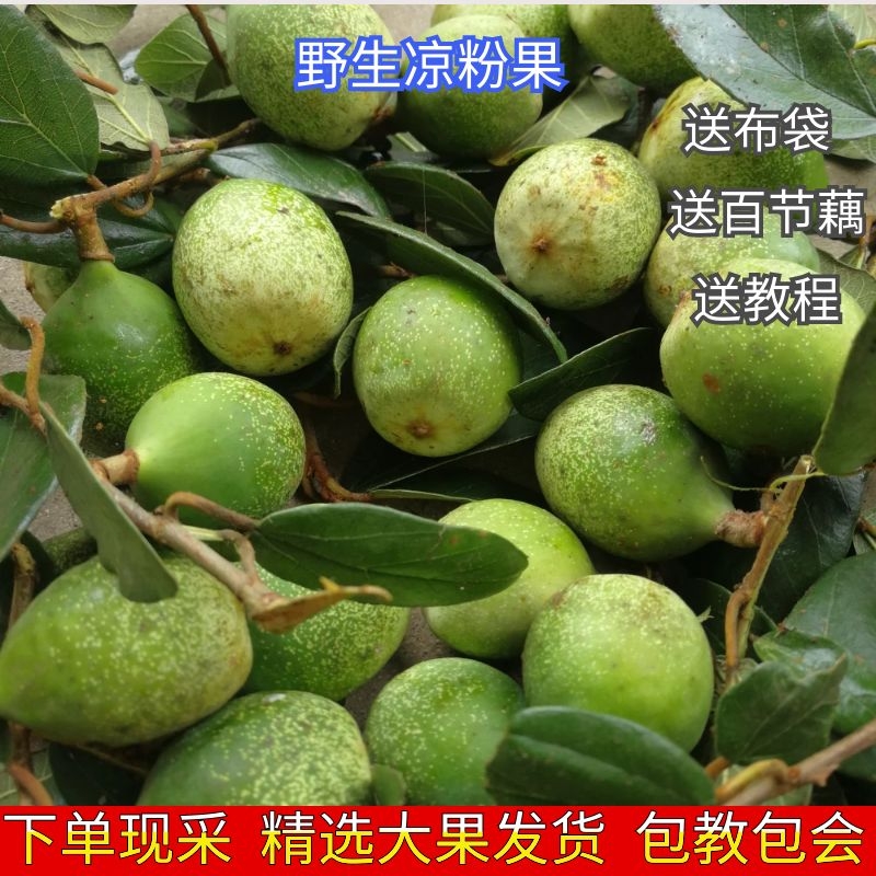 野生新鲜现采手冰粉馒头奶母木莲