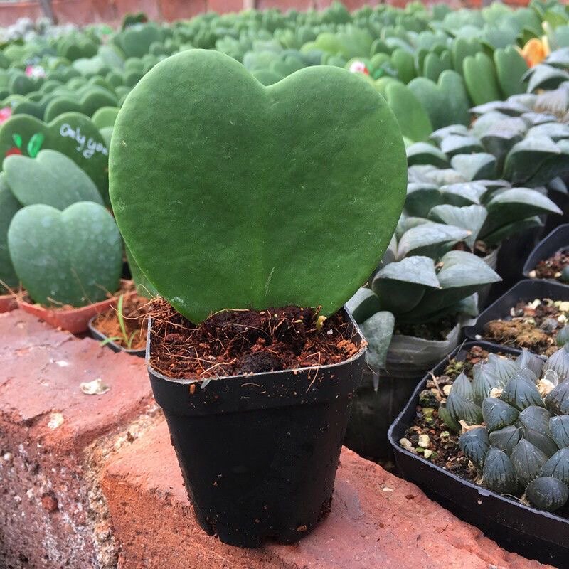 【此生只爱一个人】多肉植物 一片爱心 阳台桌面心型心叶球兰盆栽