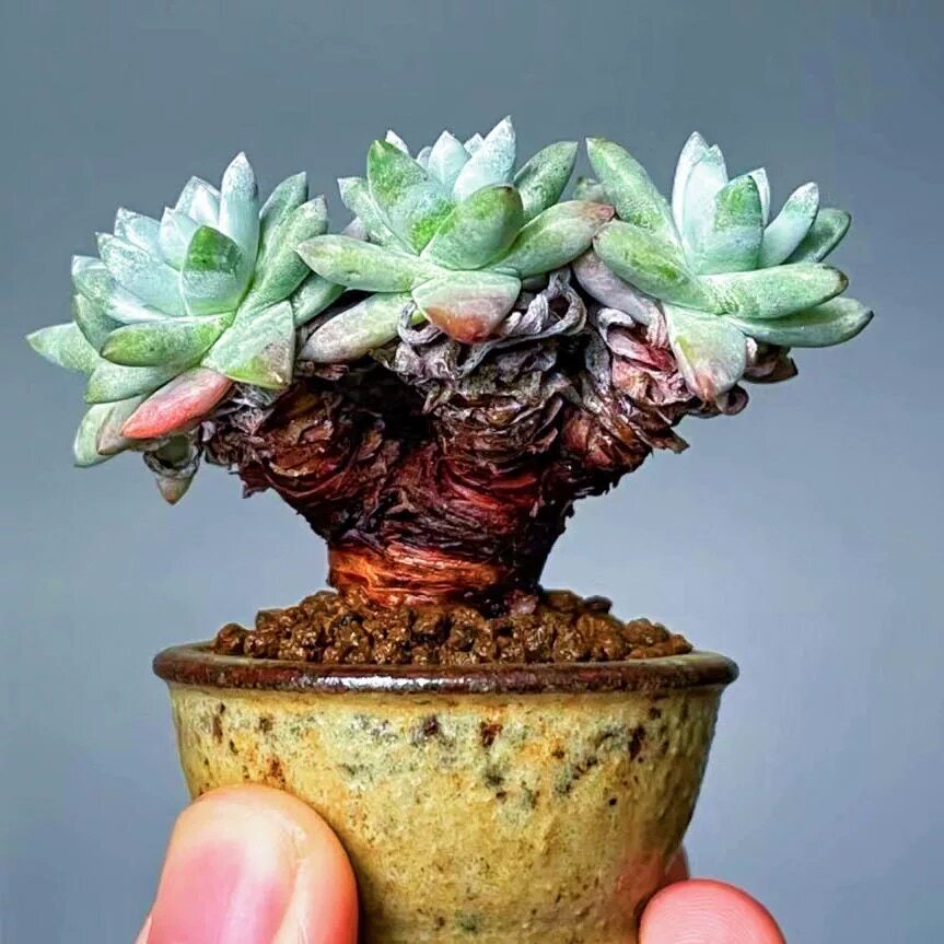 仙女杯系列老桩盆景白菊多头多肉植物好养活木质杆室内办公室盆栽