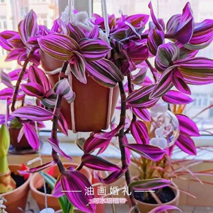 油画婚礼进口新品吊兰盆栽办公室内多肉植物彩色四季好养绿植花卉