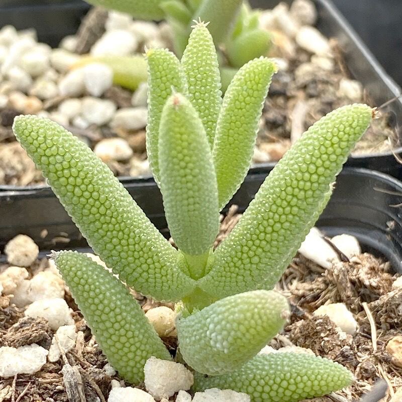多肉玉米枝干多肉植物枝干番杏室内阳台组合小盆栽绿植花卉