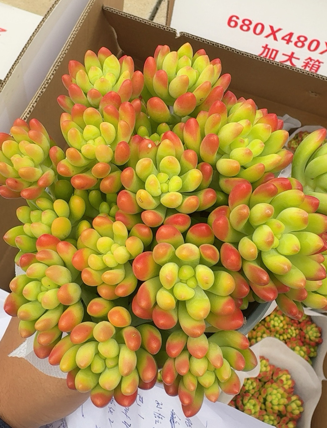 柠檬手指多肉植物好养香味状态多头果冻花卉老桩绿植盆栽好看