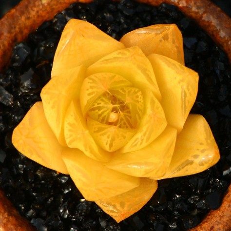 满额包邮多肉植物【黄金凝脂菊】玉露含盆桌面花卉创意