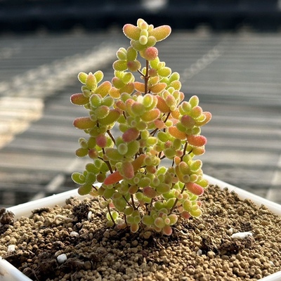 糖球锦枝干番杏蜜橘金桔锦开紫花米粒枝干番杏萌肉肉花卉小盆栽