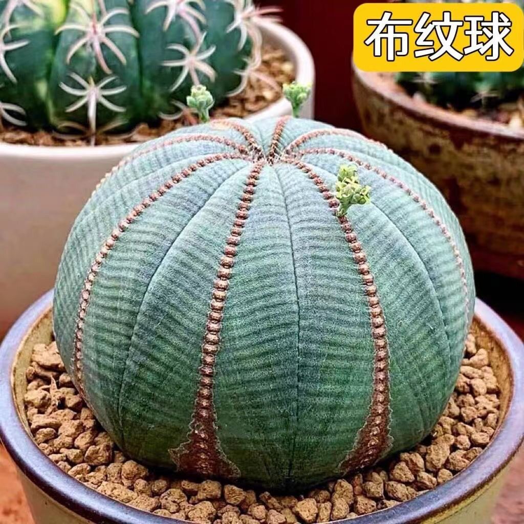 泰系布纹球稀有品种小盆栽室内花卉多肉植物无刺仙人掌科开花