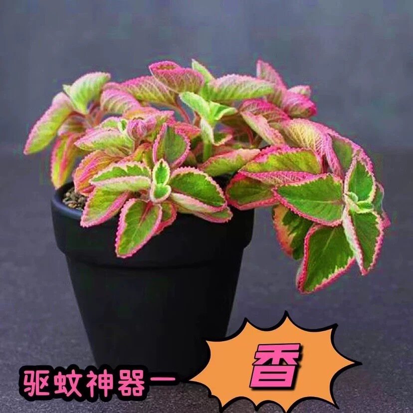 碰碰香锦多肉植物香妃肉肉淡淡薄荷香花卉盆栽室内阳台防蚊虫