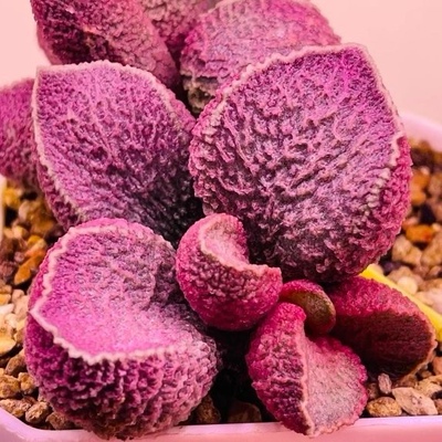 哈默猪肝 多肉水泡 新品园艺杂交水泡多肉 大王水泡