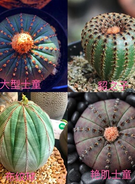 布纹球稀有大型士童貂之子开花无刺仙人球室内办公室桌盆栽