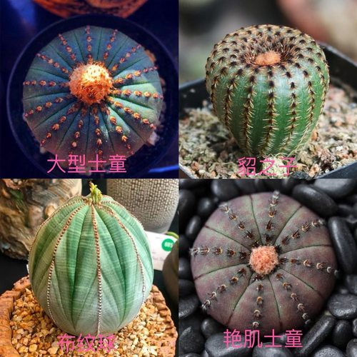 布纹球稀有大型士童貂之子开花无刺仙人球室内办公室桌盆栽