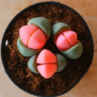 新品 宝番杏科粉色植物多肉稀有品种办公室盆栽阳台绿植 元