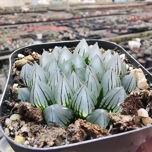 易养办公桌阳台清新绿植趣味礼物 多肉植物盆栽四季 黑肌玉露 包邮