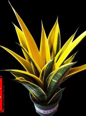 黄金虎皮兰盆栽稀有虎尾兰多肉植物盆景新房室内绿植
