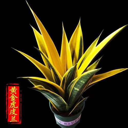 黄金虎皮兰盆栽稀有虎尾兰多肉植物盆景新房室内绿植