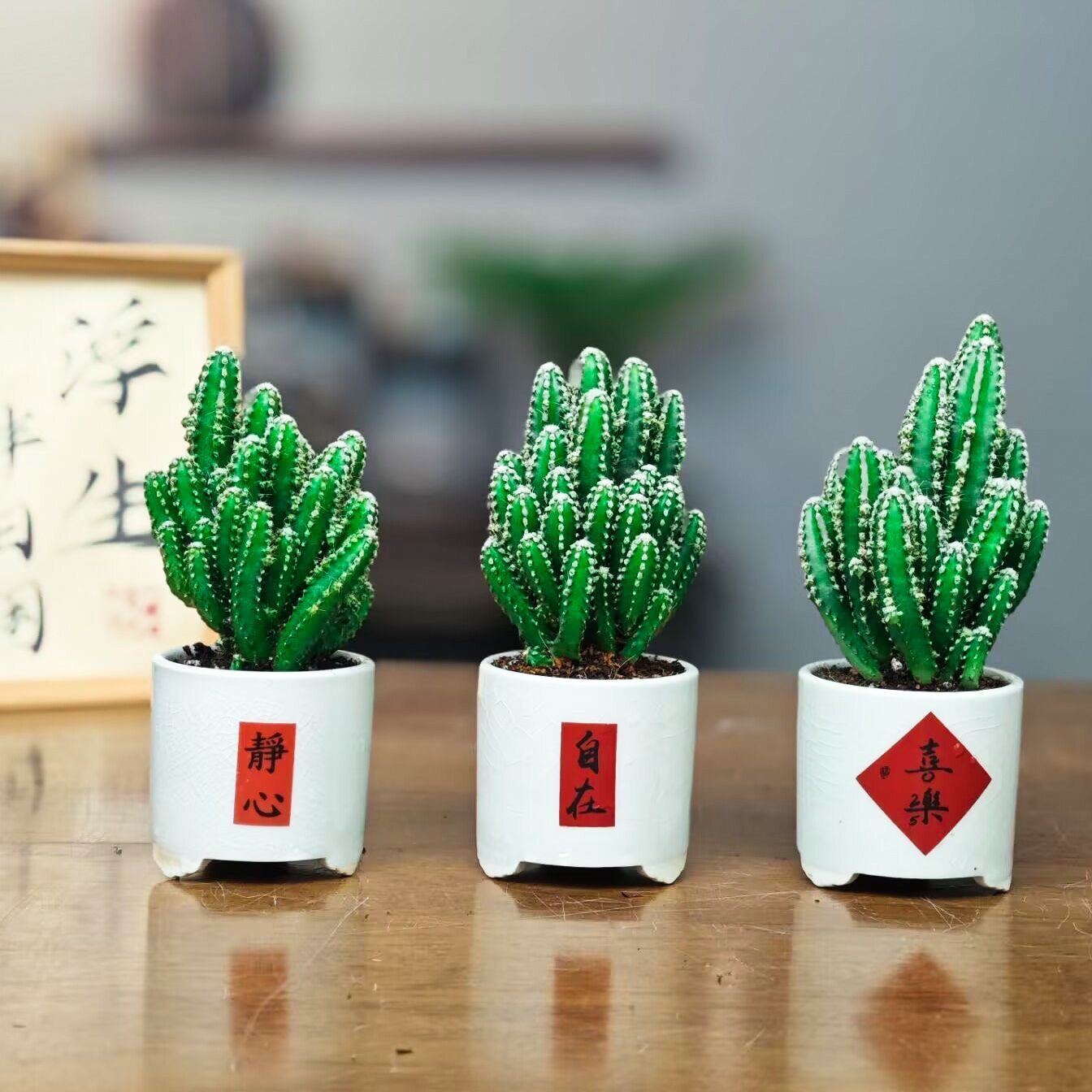 特价多肉植物仙人球金虎金冠万重山盆栽绿植花卉净化空气室内包邮